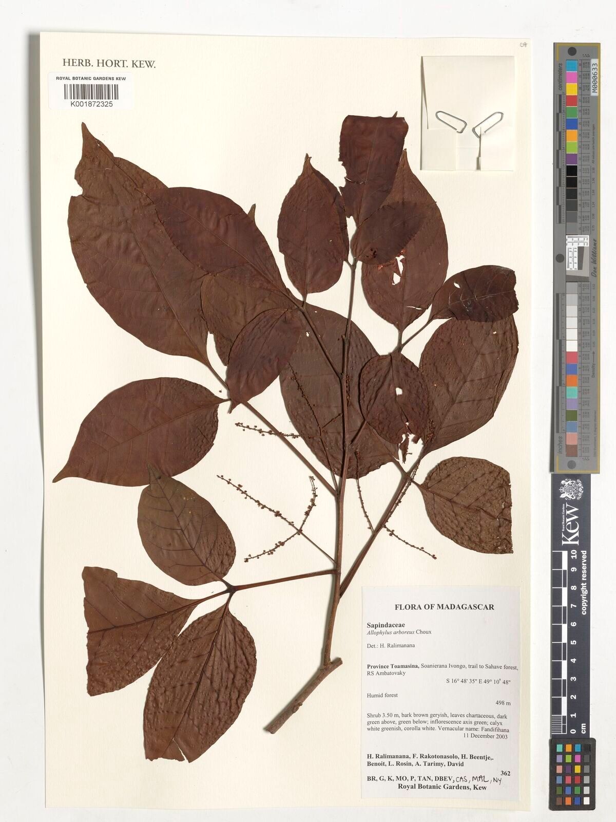 Allophylus arboreus — houseplant care guide