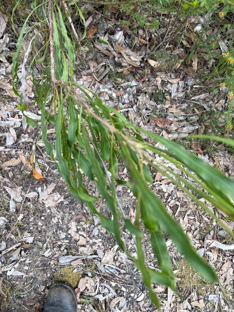 Conospermum longifolium — search result for 'Proteaceae'