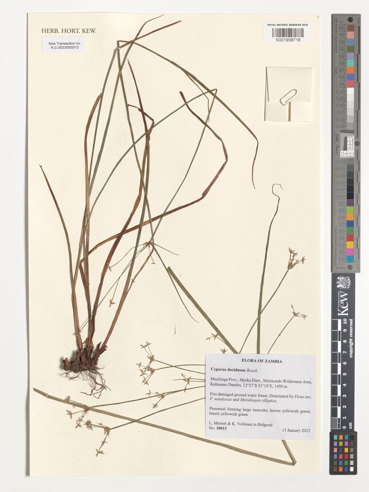 Cyperus deciduus — houseplant care guide