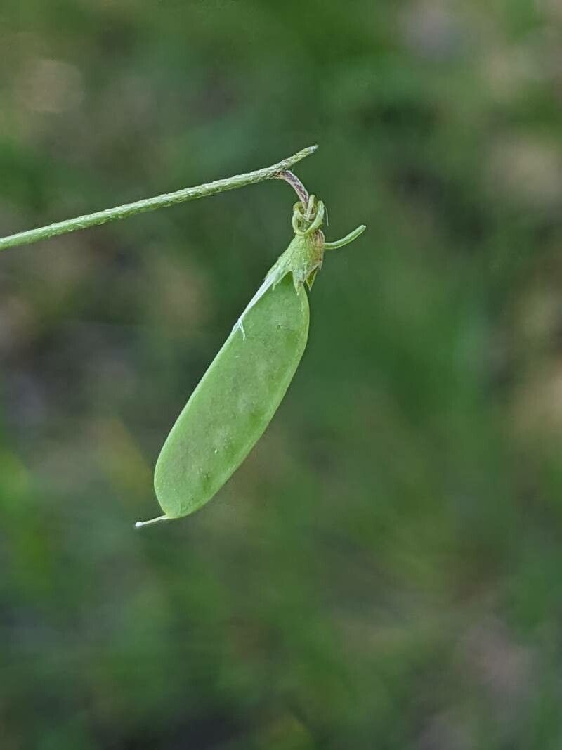Vicia parviflora fruit
