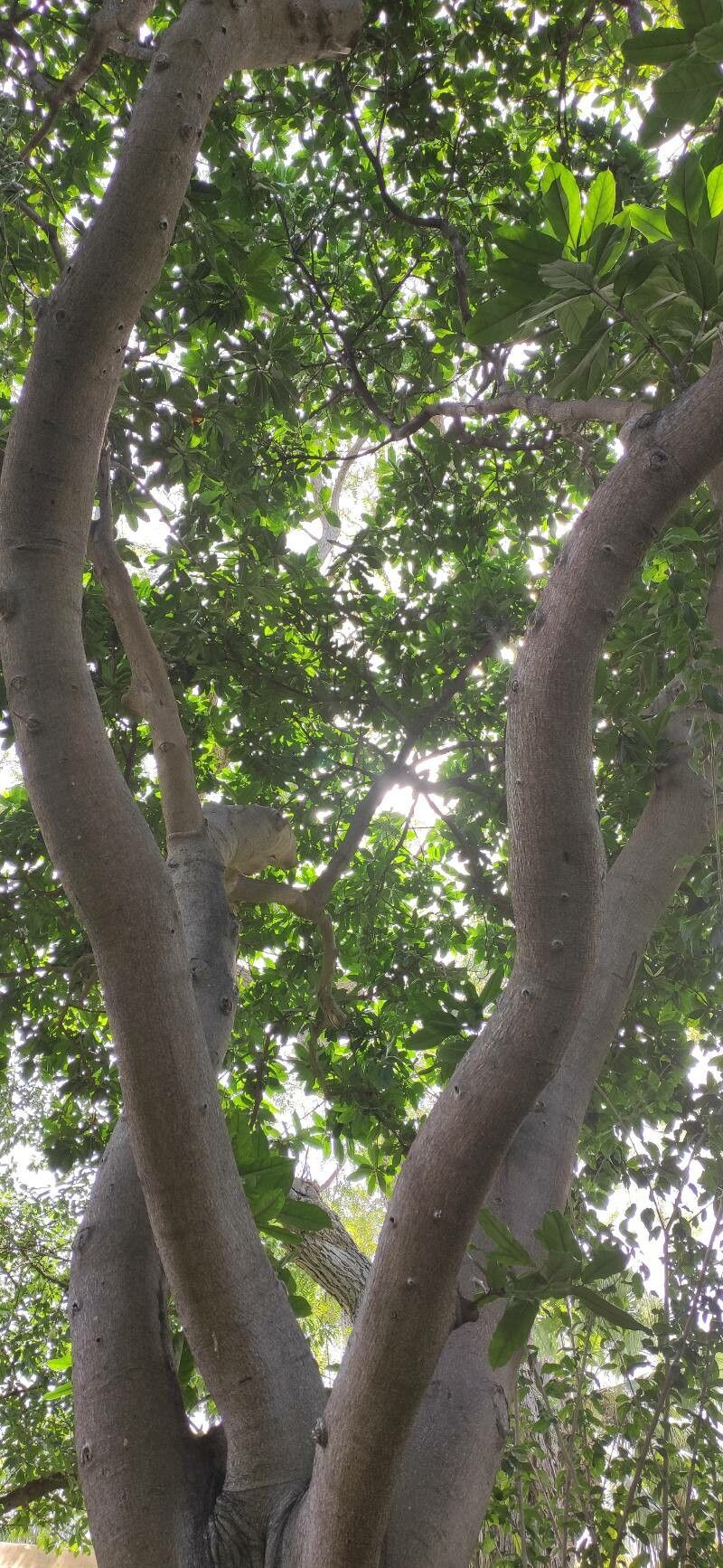 Ficus wildemaniana habit