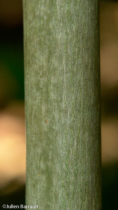 Macaranga vedeliana bark