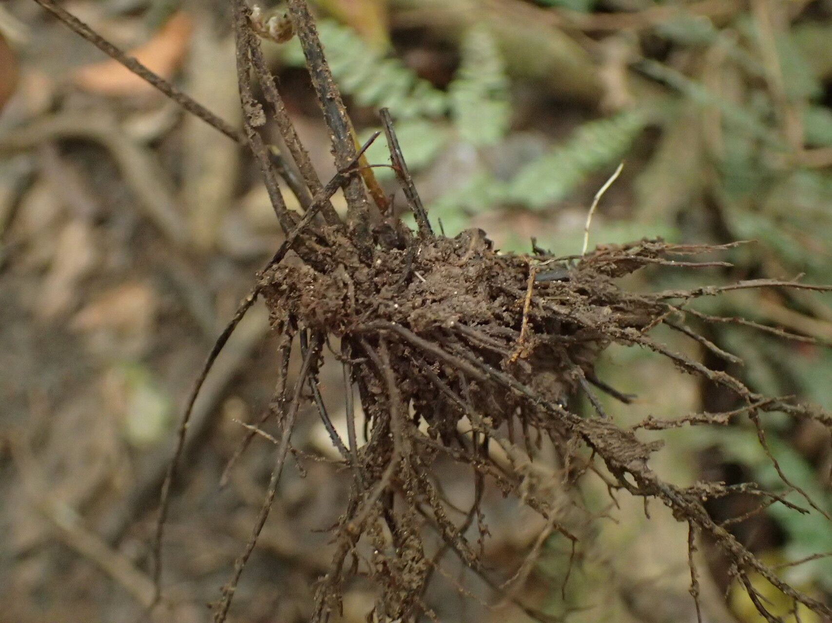 Adiantum vogelii other