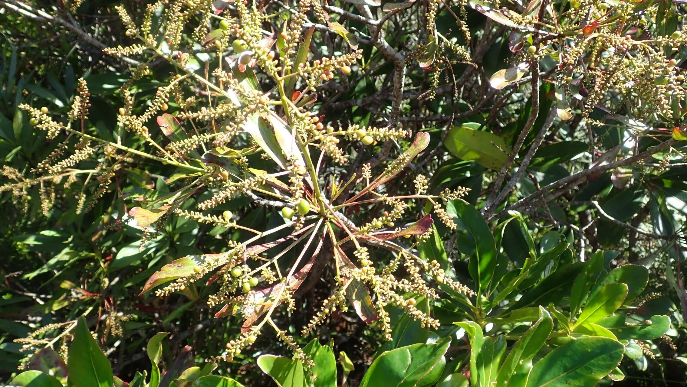 Beauprea neglecta habit