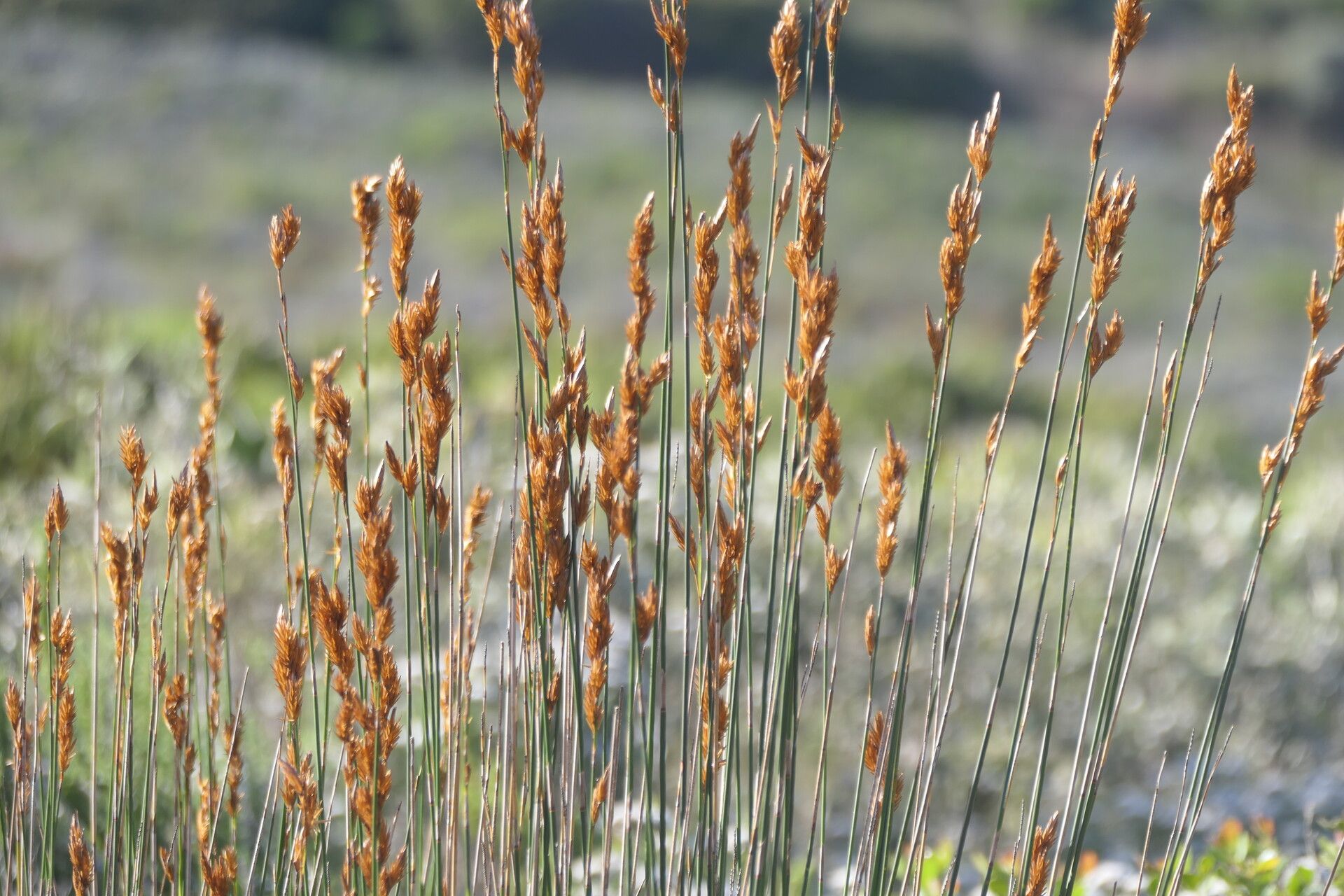 Thamnochortus insignis habit