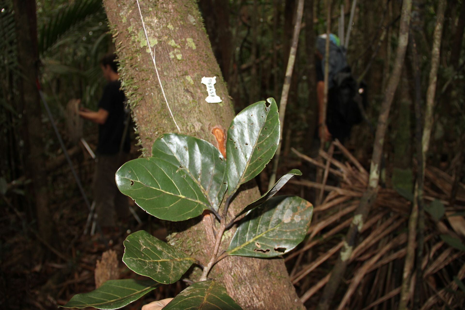 Beilschmiedia oreophila — houseplant care guide