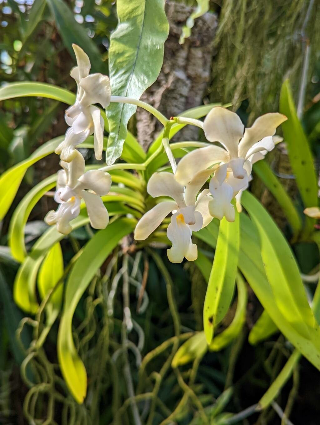 Vanda denisoniana flower
