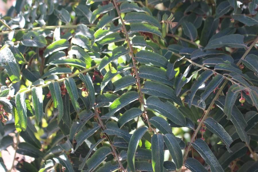 Phyllanthus salviifolius — search result for 'Phyllanthus'