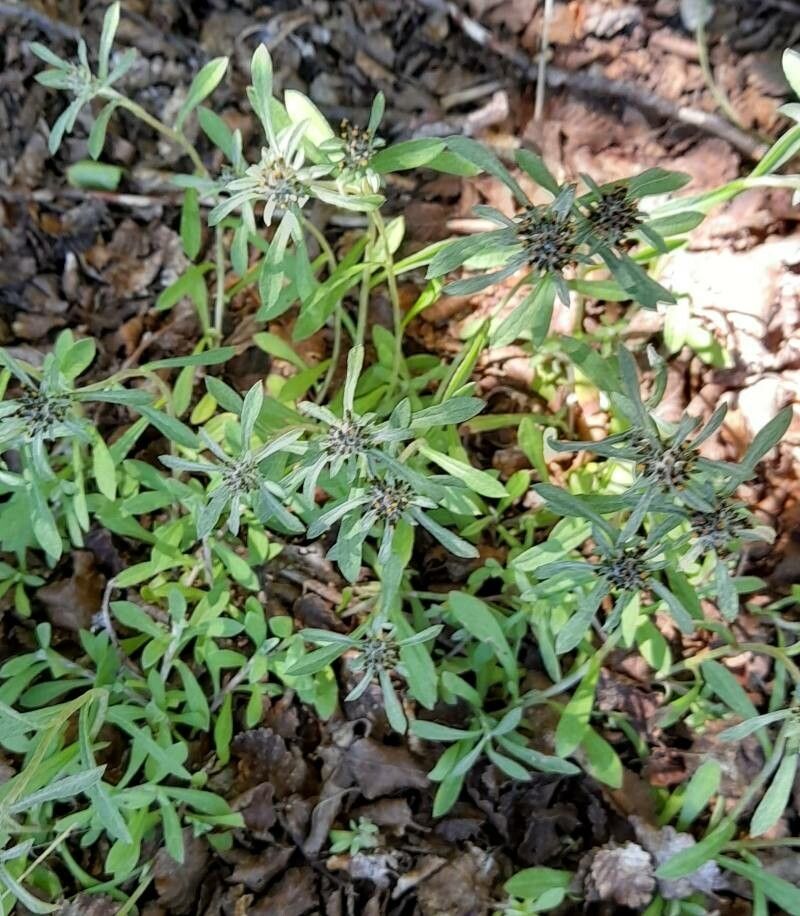 Gamochaeta spiciformis habit
