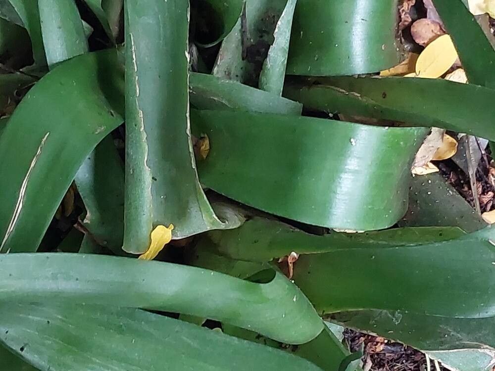 Aechmea apocalyptica leaf