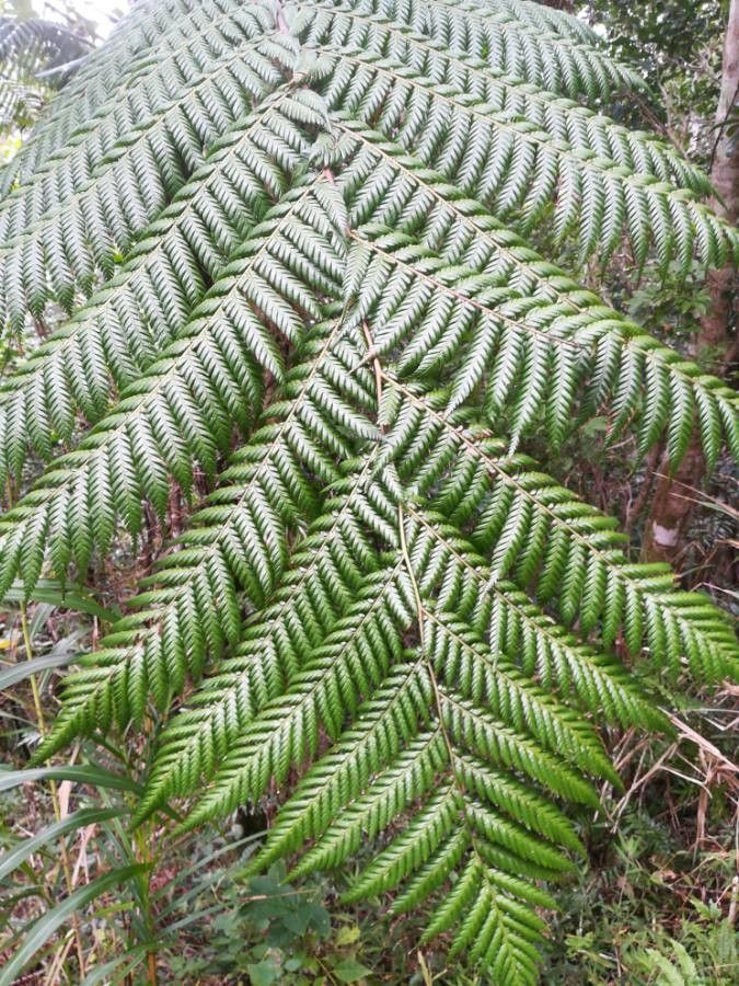 Dicksonia thyrsopteroides leaf