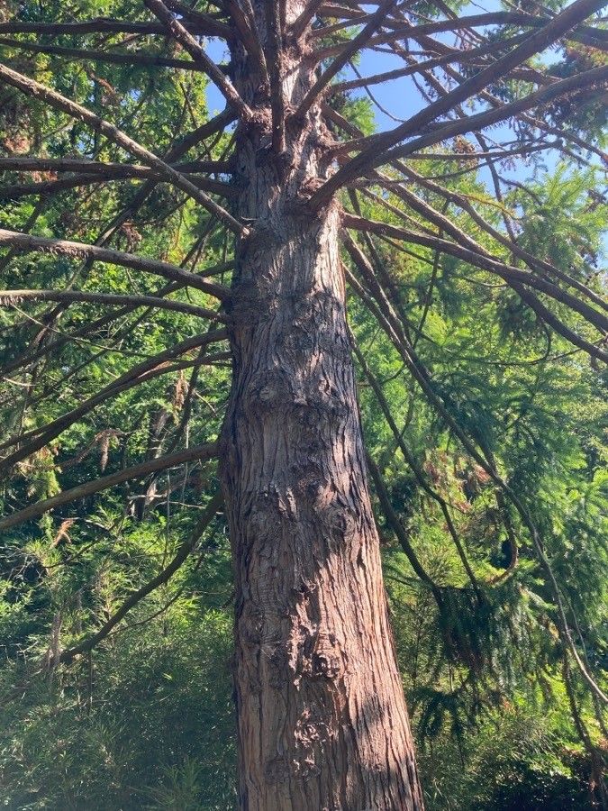 Cunninghamia konishii bark