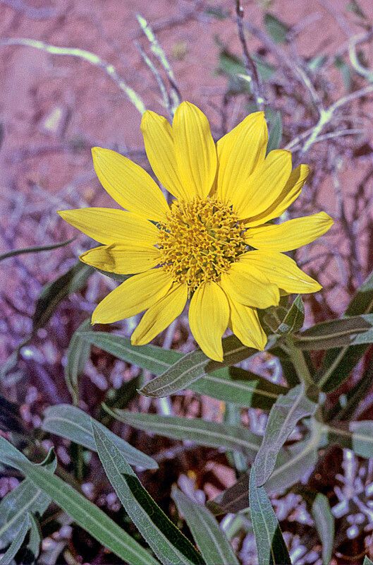 Scabrethia scabra flower