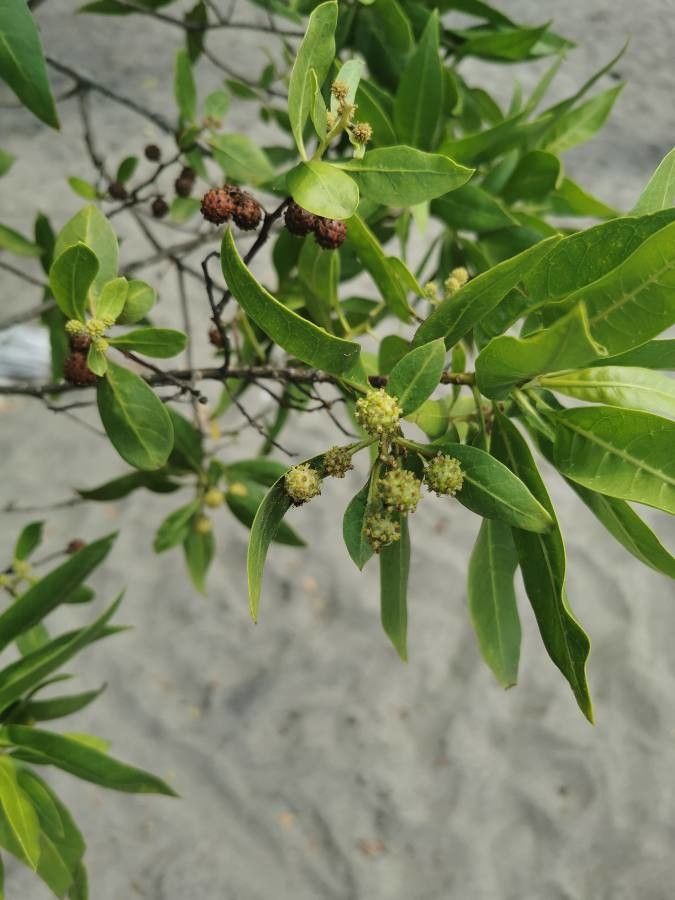 Conocarpus erectus — search result for 'Combretaceae'
