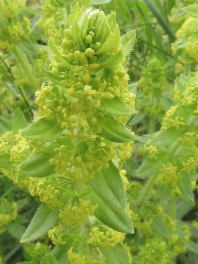 Cruciata laevipes flower