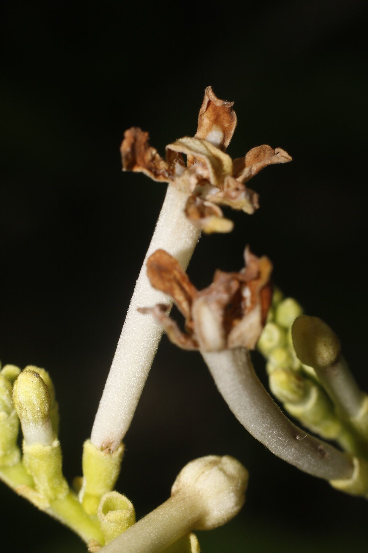 Guettarda combsii flower