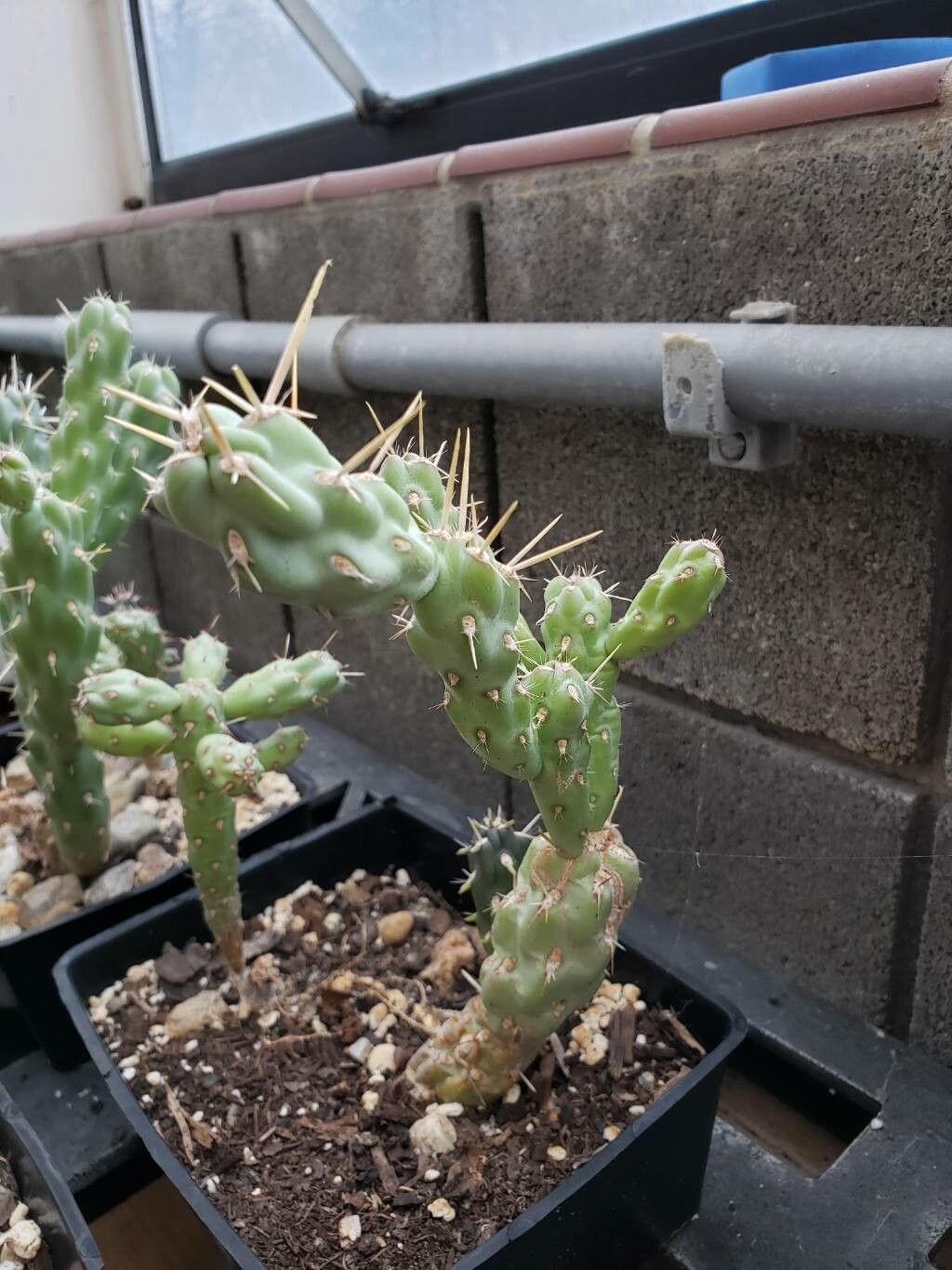 Cylindropuntia cholla habit