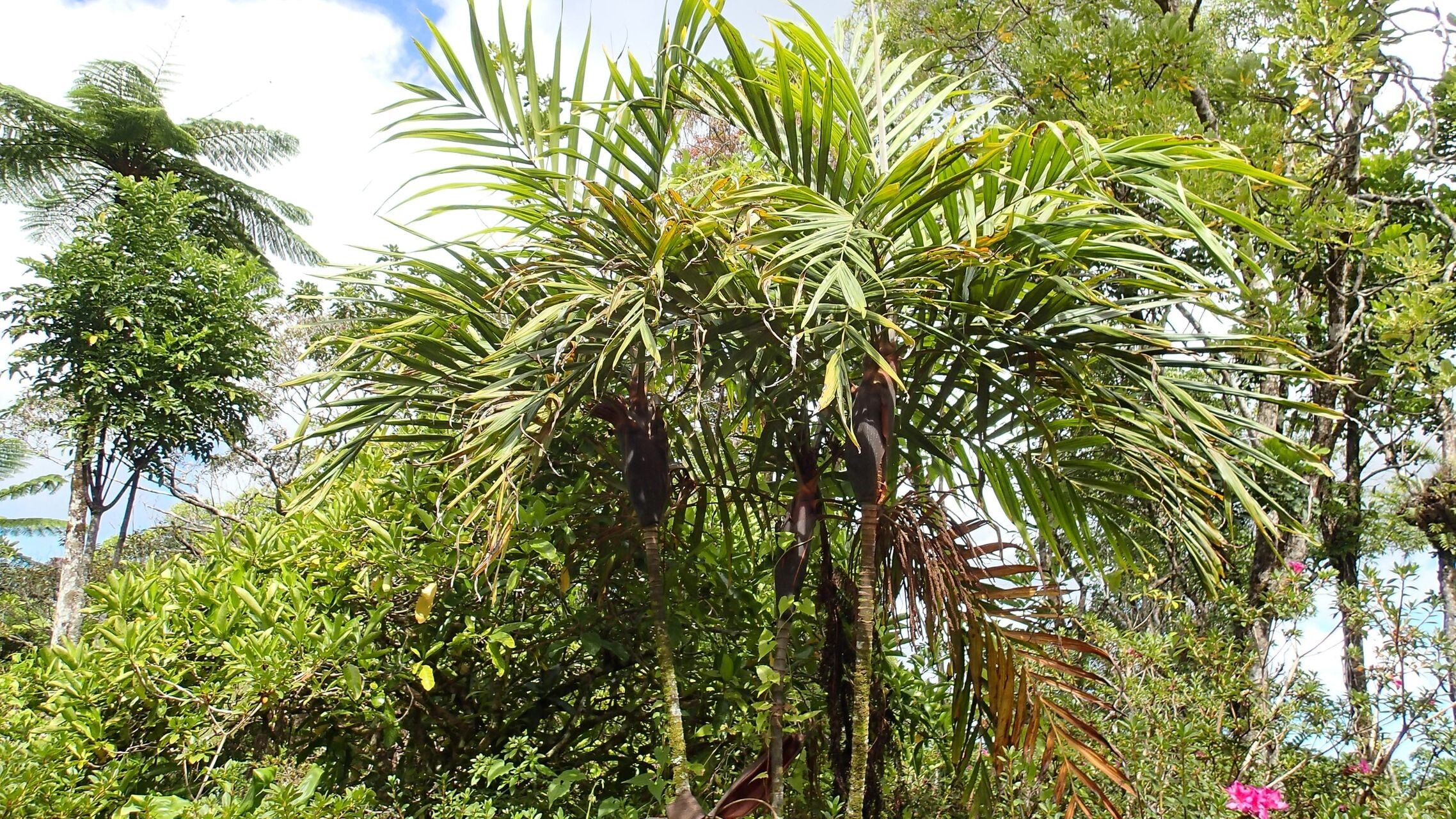 Basselinia gracilis habit