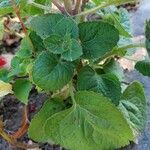 Ageratum houstonianum