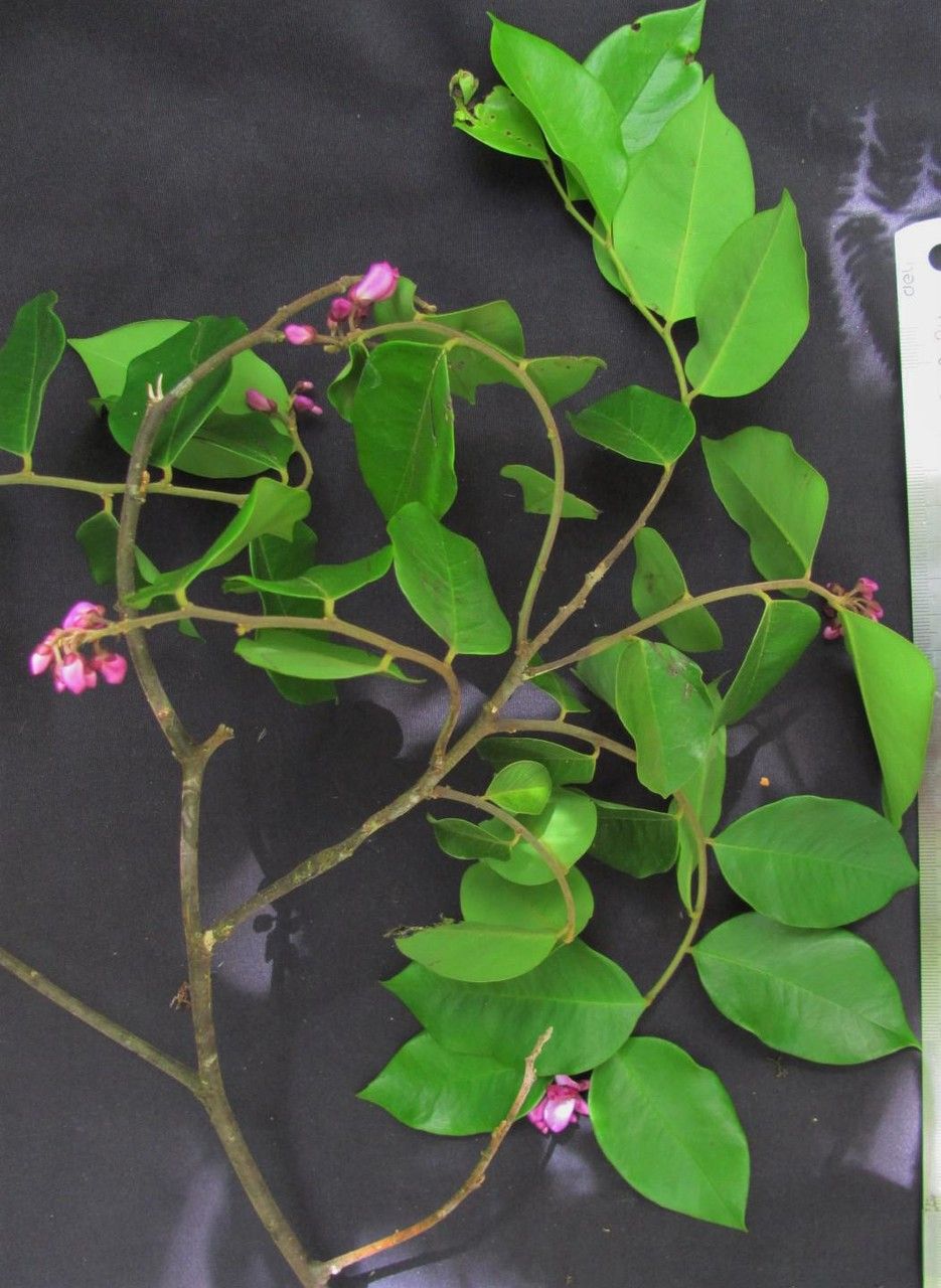 Securidaca sylvestris other