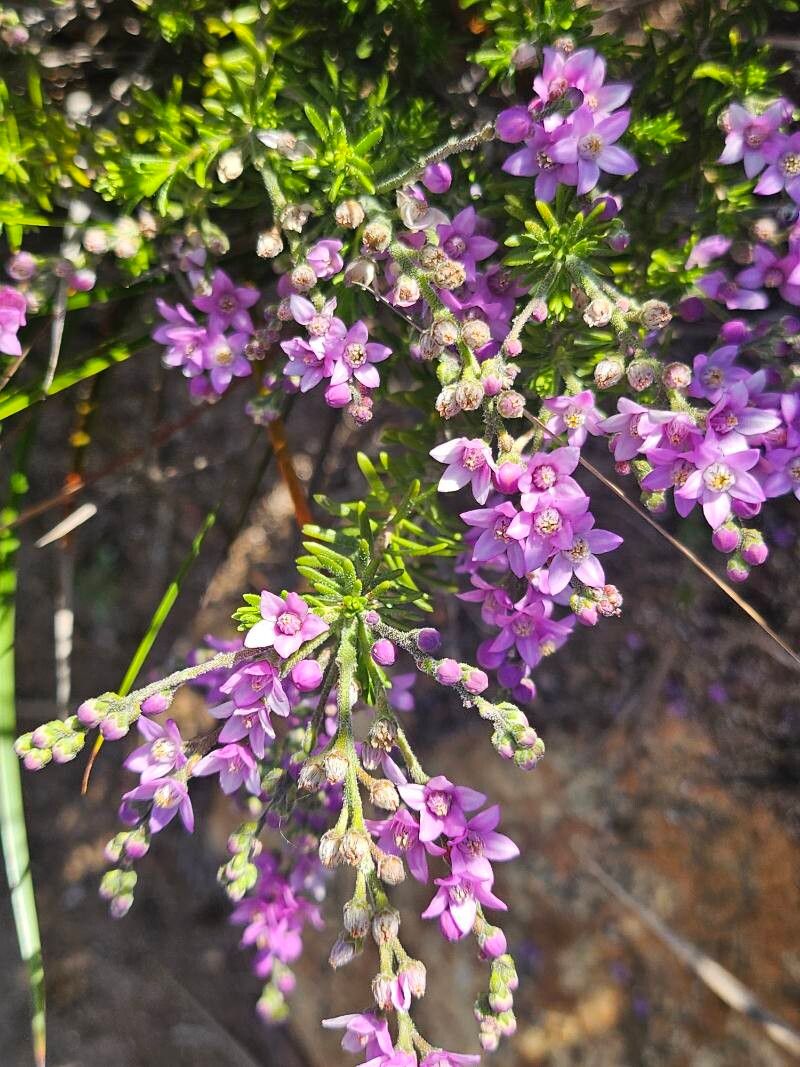 Philotheca spicata flower