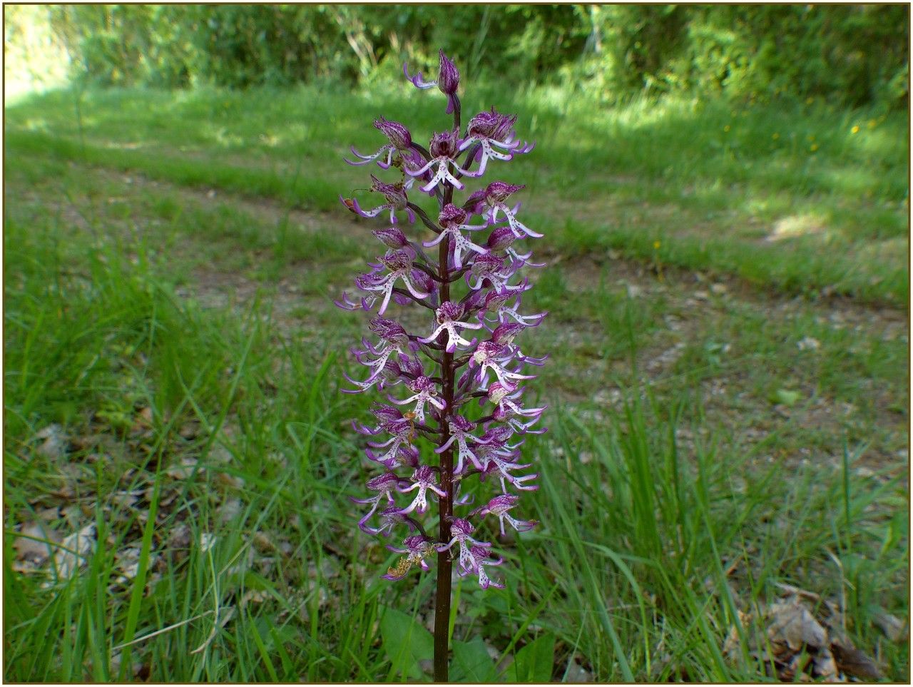 Orchis x angusticruris habit
