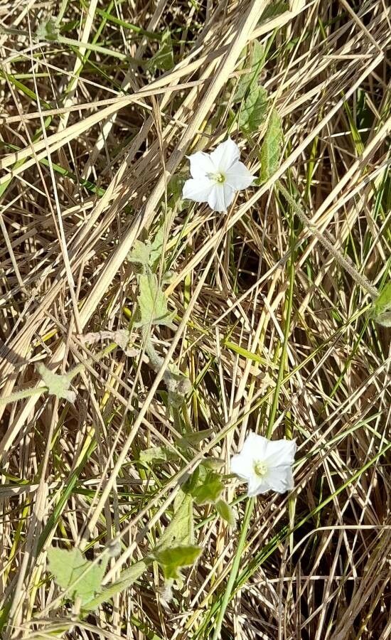 Convolvulus hermanniae habit