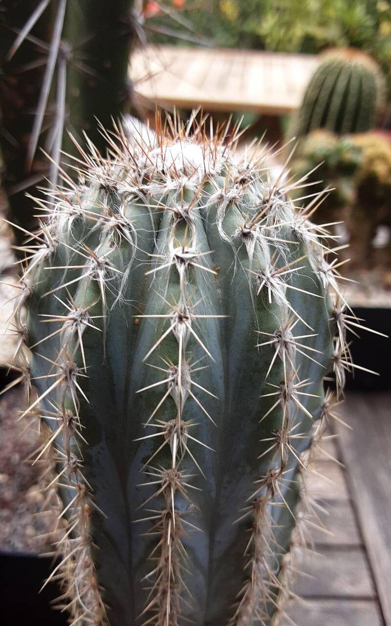 Pilosocereus alensis other