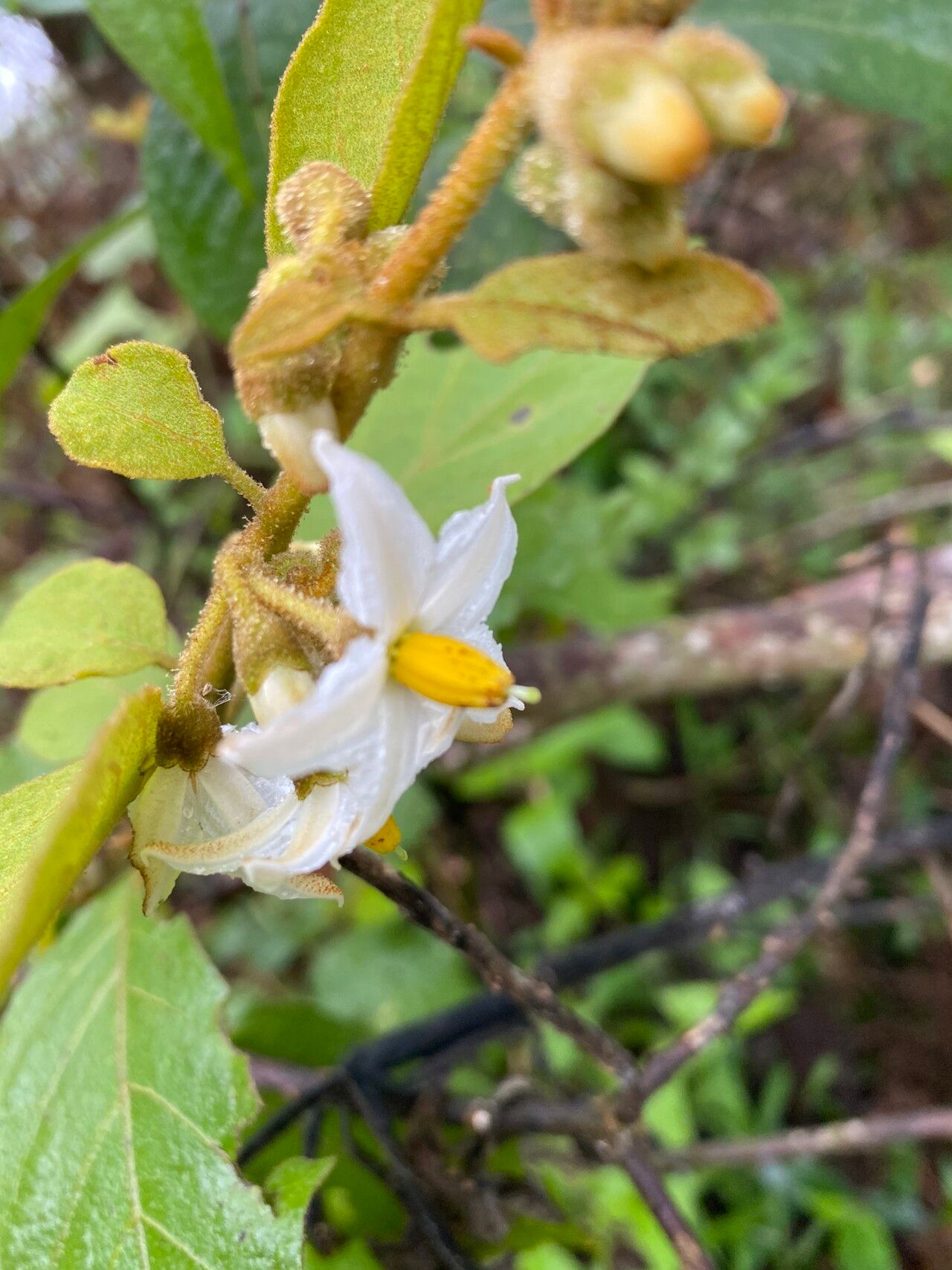 Solanum piluliferum flower