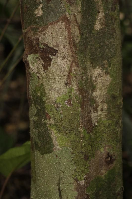 Garcinia madruno bark