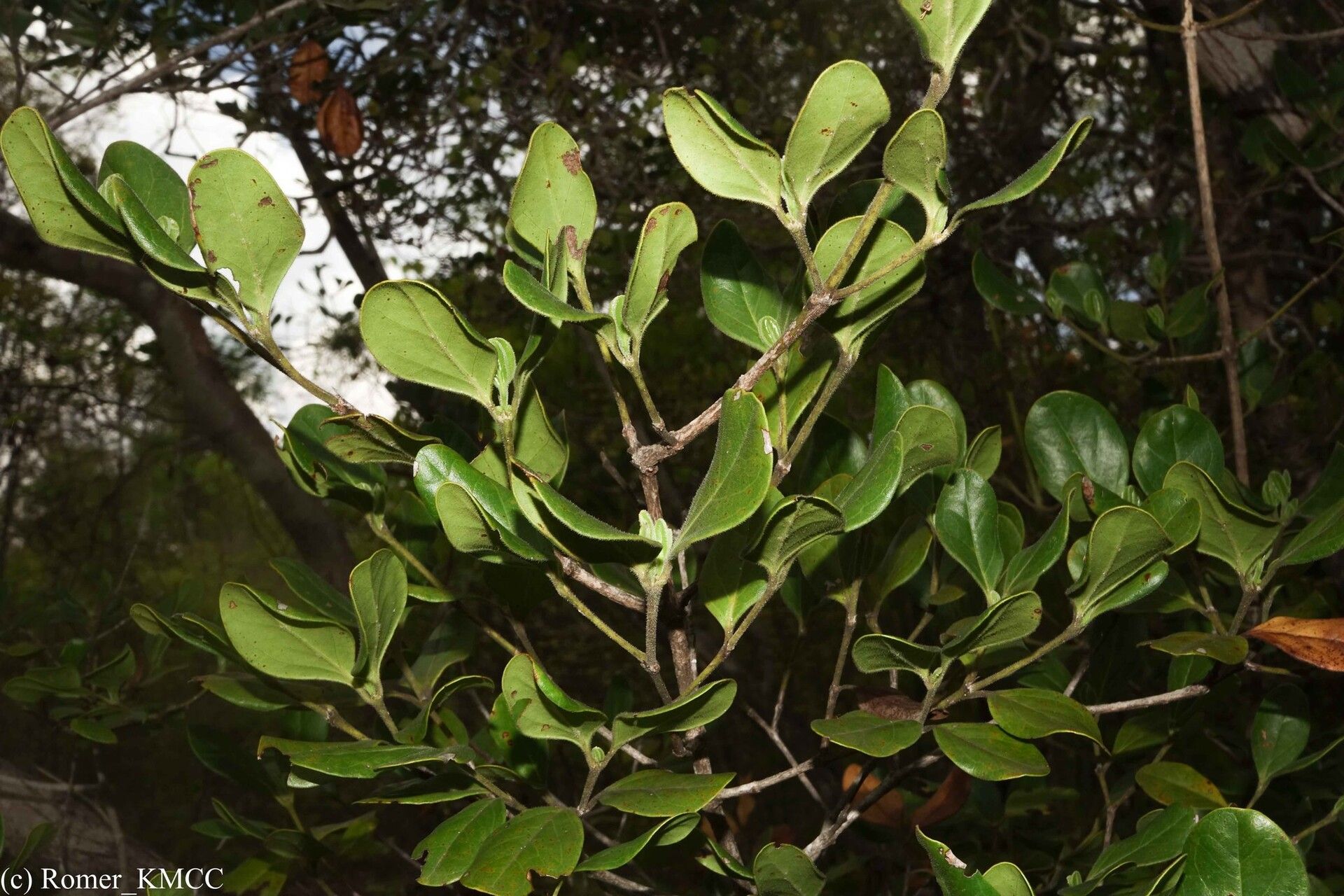 Psydrax bathieanus leaf