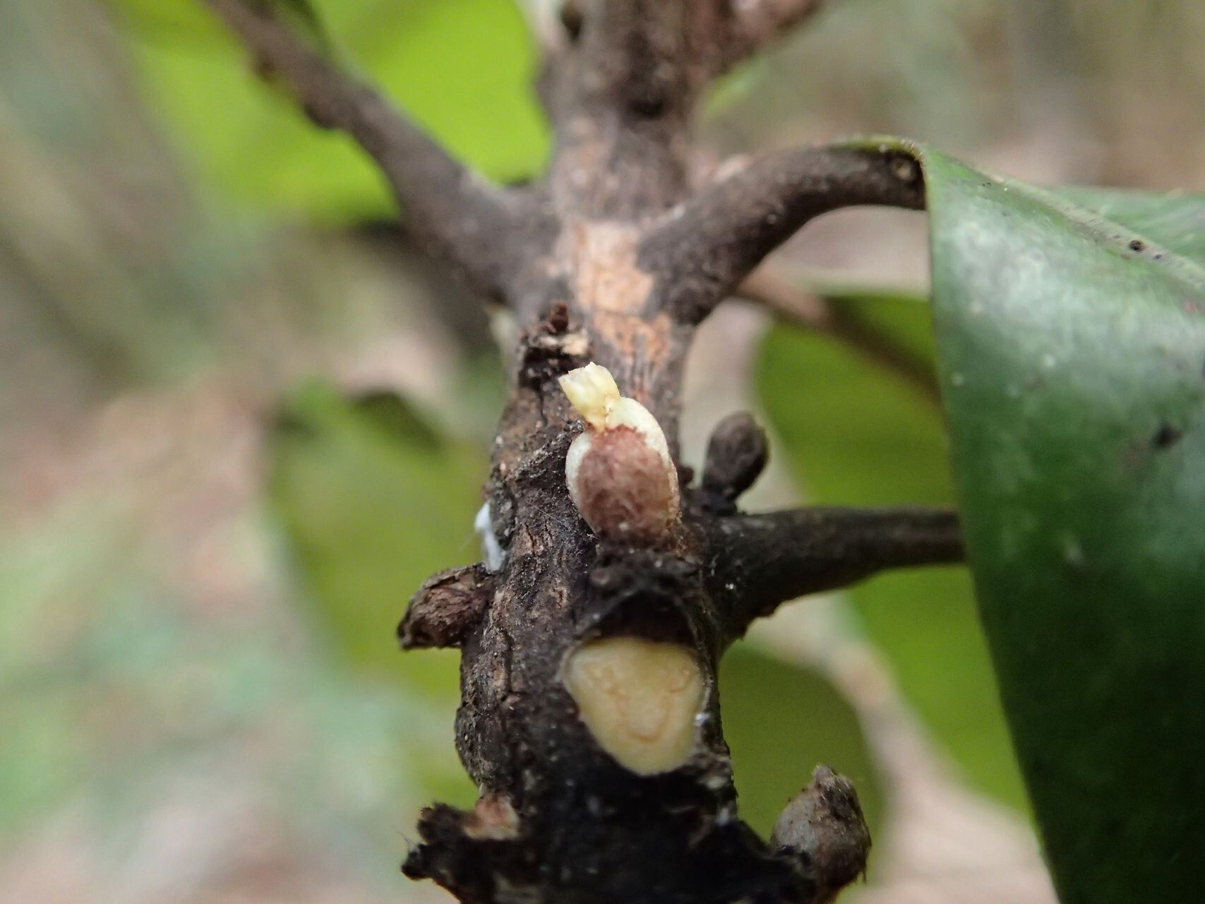Planchonella roseoloba fruit