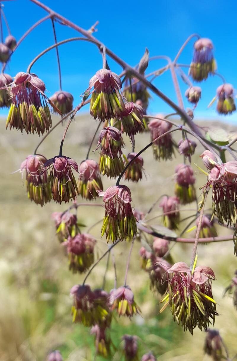 Thalictrum decipiens flower