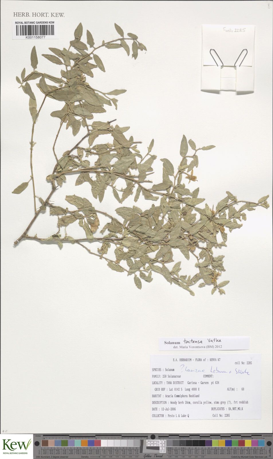 Solanum taitense — houseplant care guide