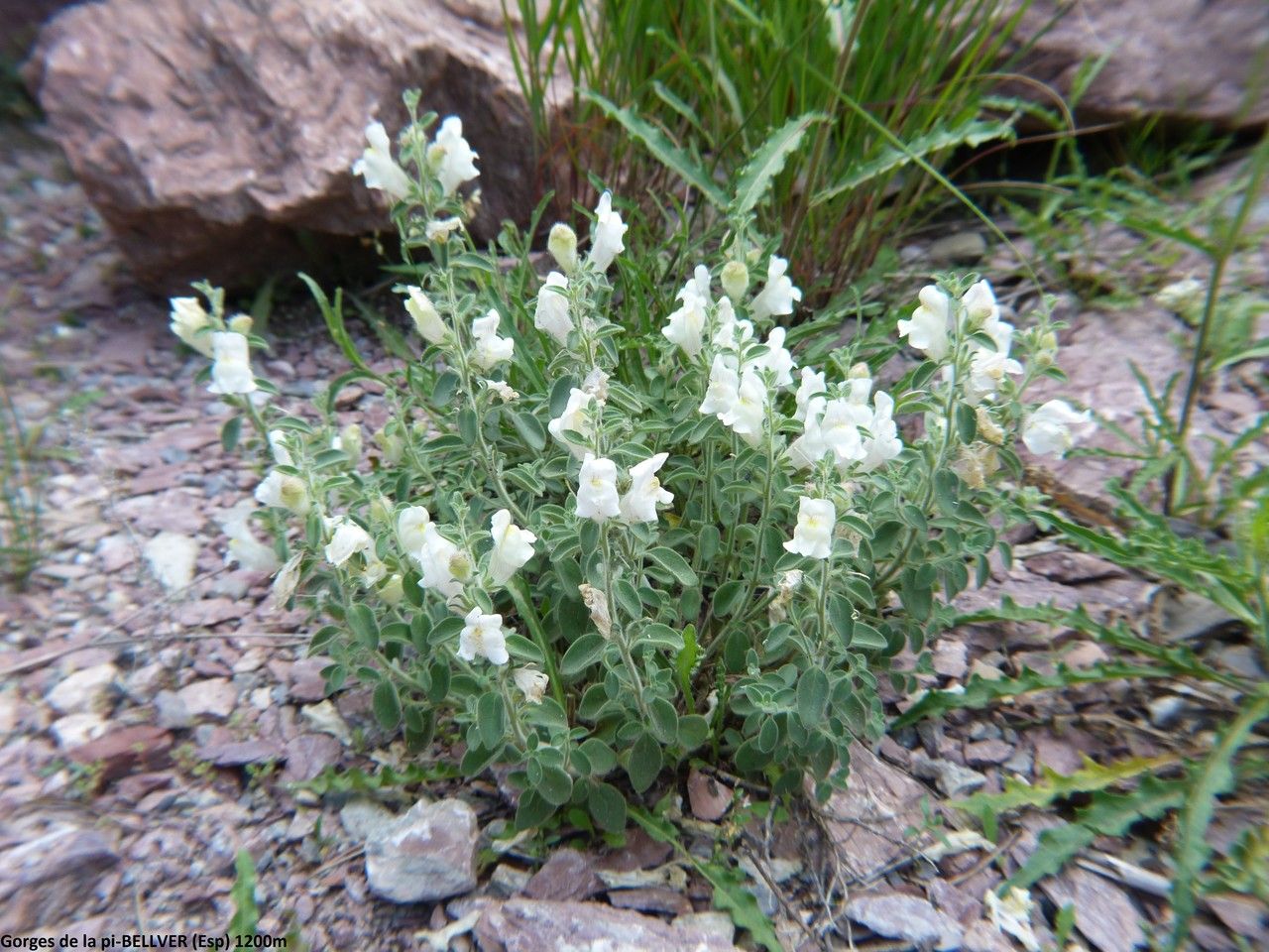 Antirrhinum molle habit