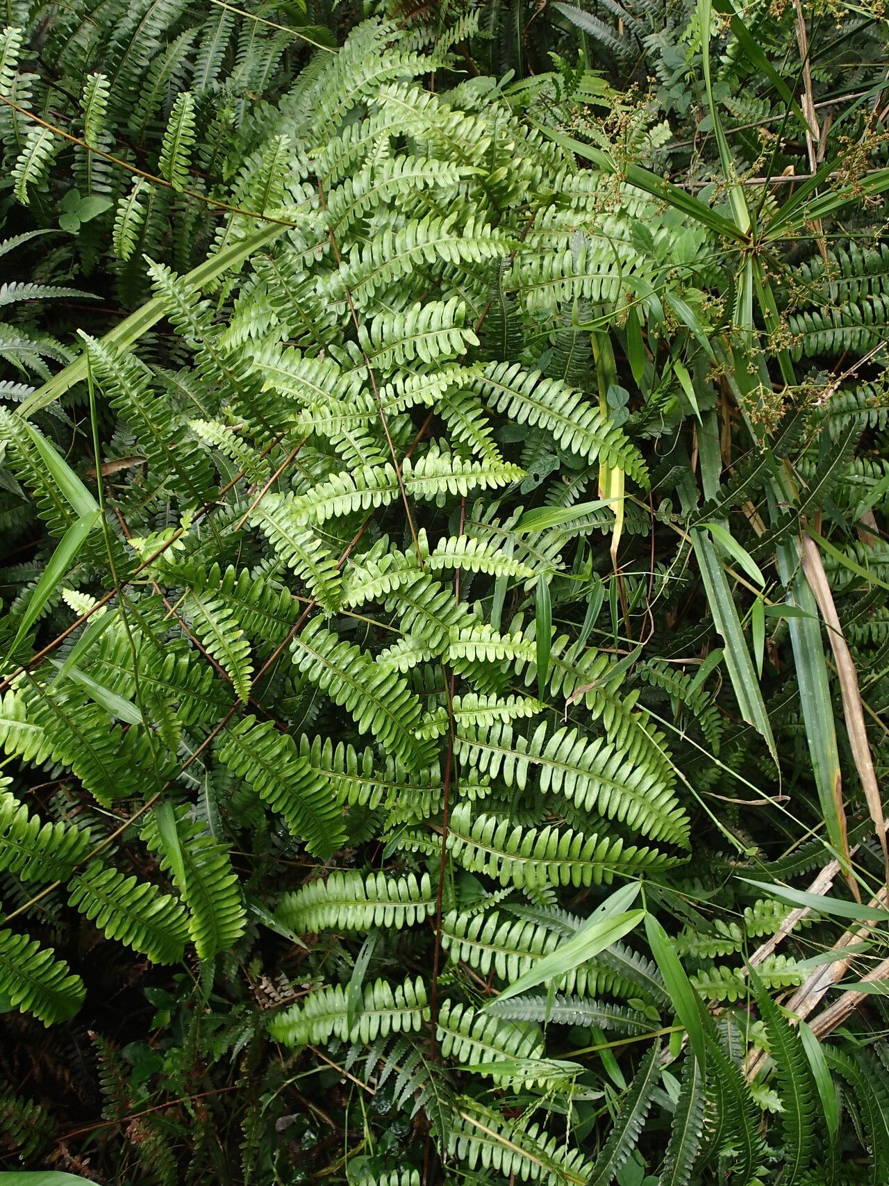 Pteris similis habit
