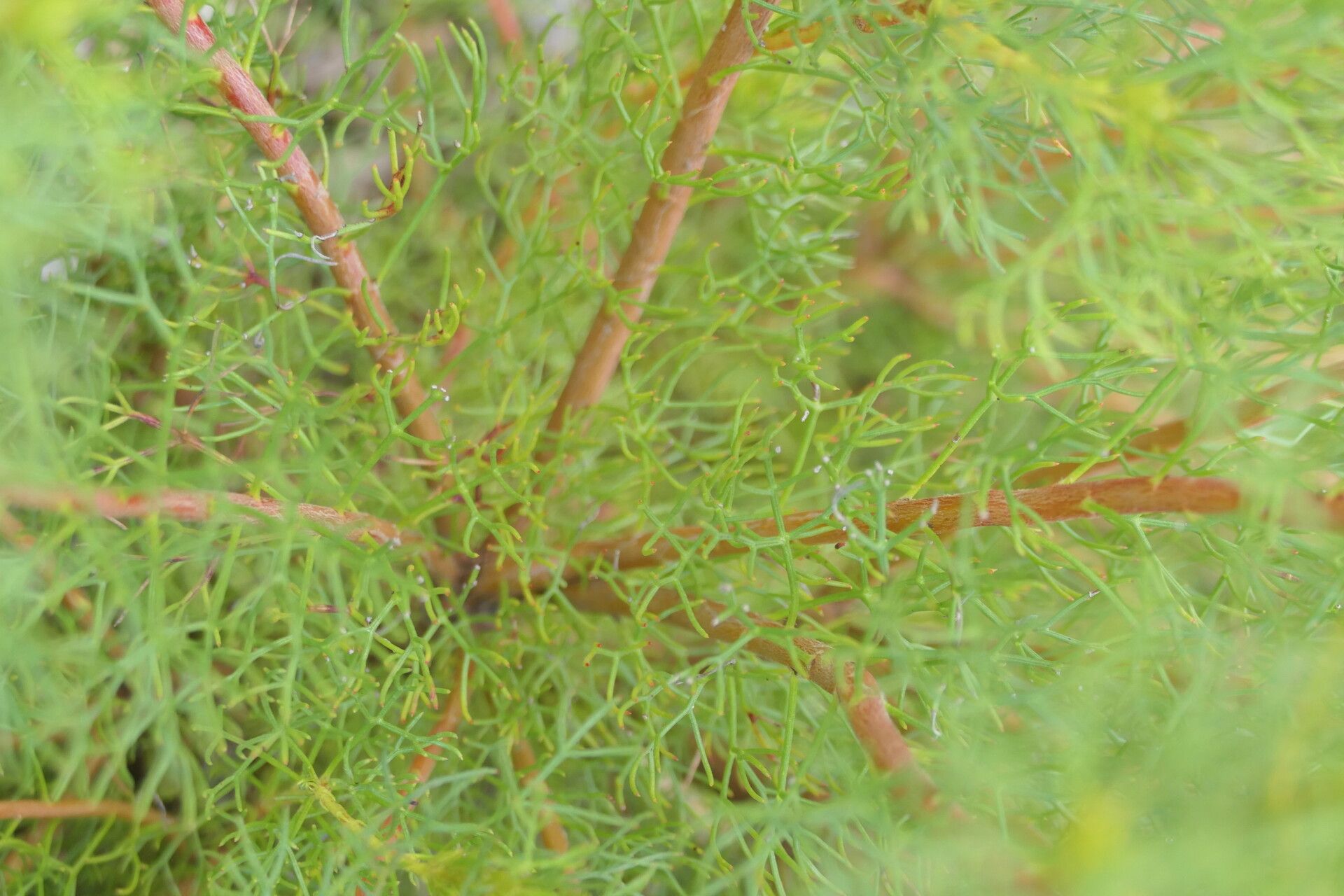Serruria glomerata bark