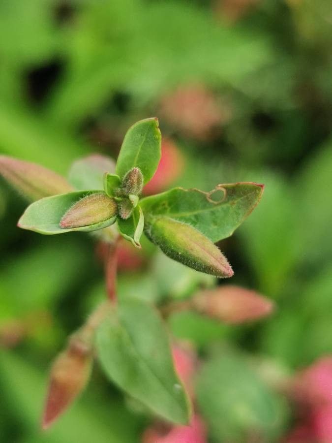 Clarkia unguiculata leaf