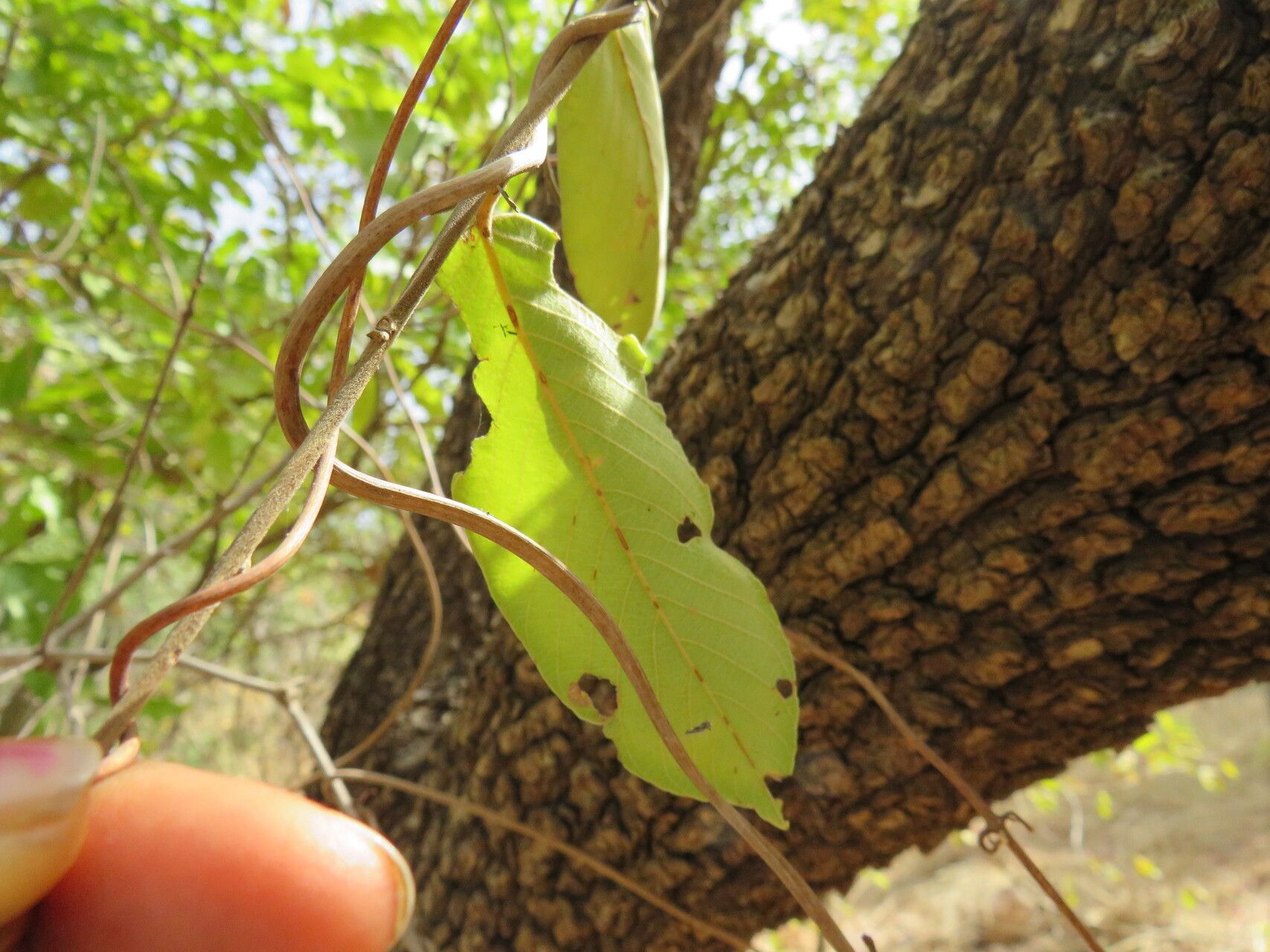 Bridelia scleroneura — houseplant care guide