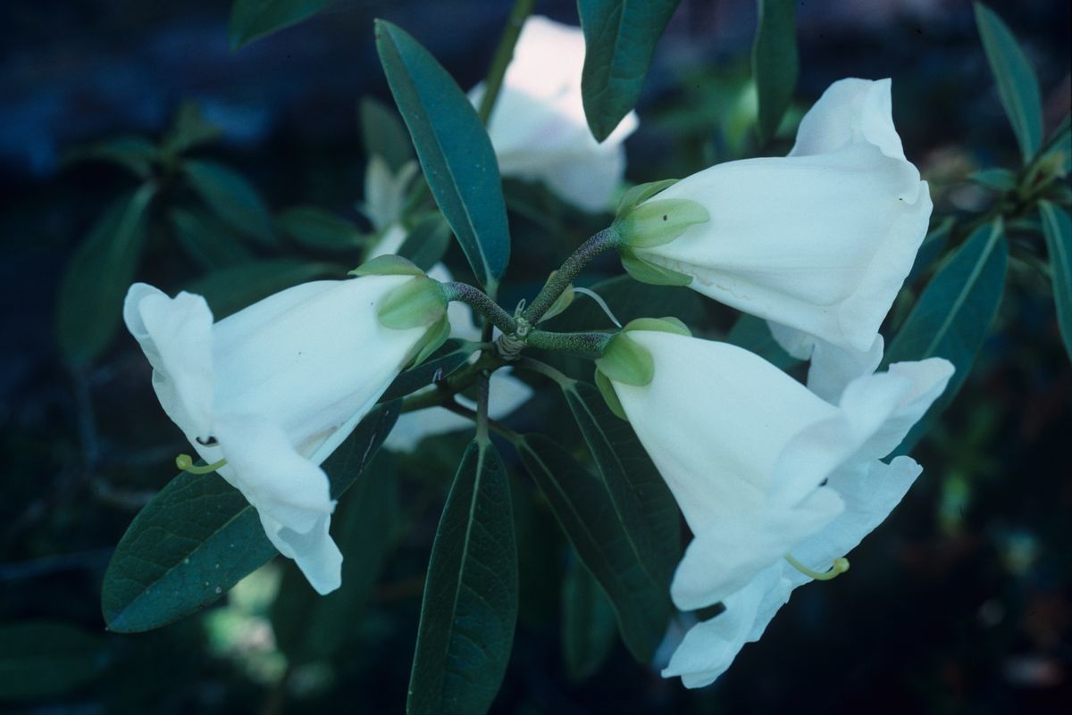 Rhododendron taggianum — houseplant care guide