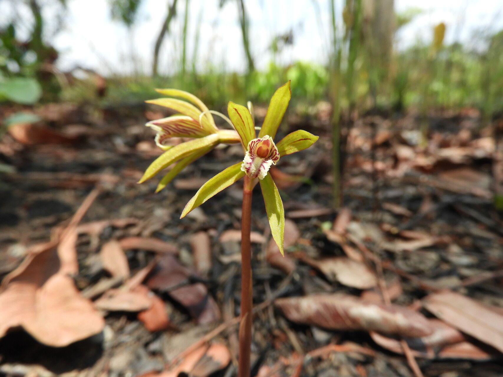 Nervilia kotschyi flower
