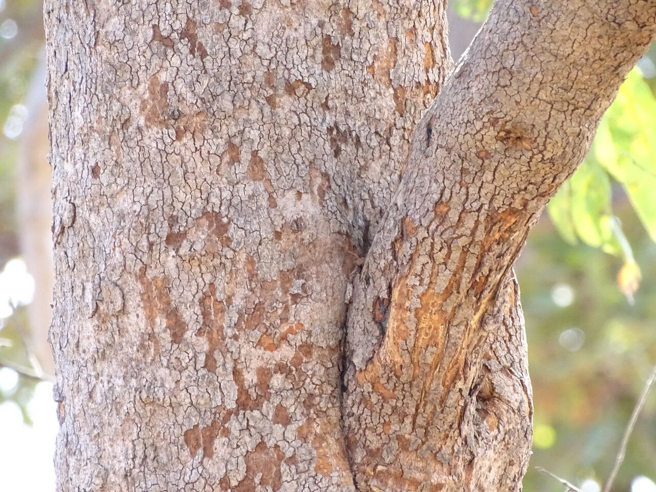 Combretum nigricans bark
