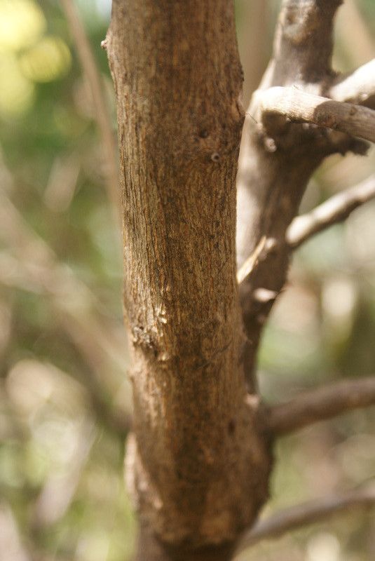 Combretum constrictum bark