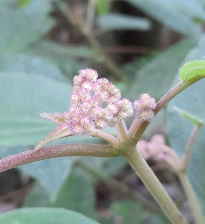 Leandra crenata flower
