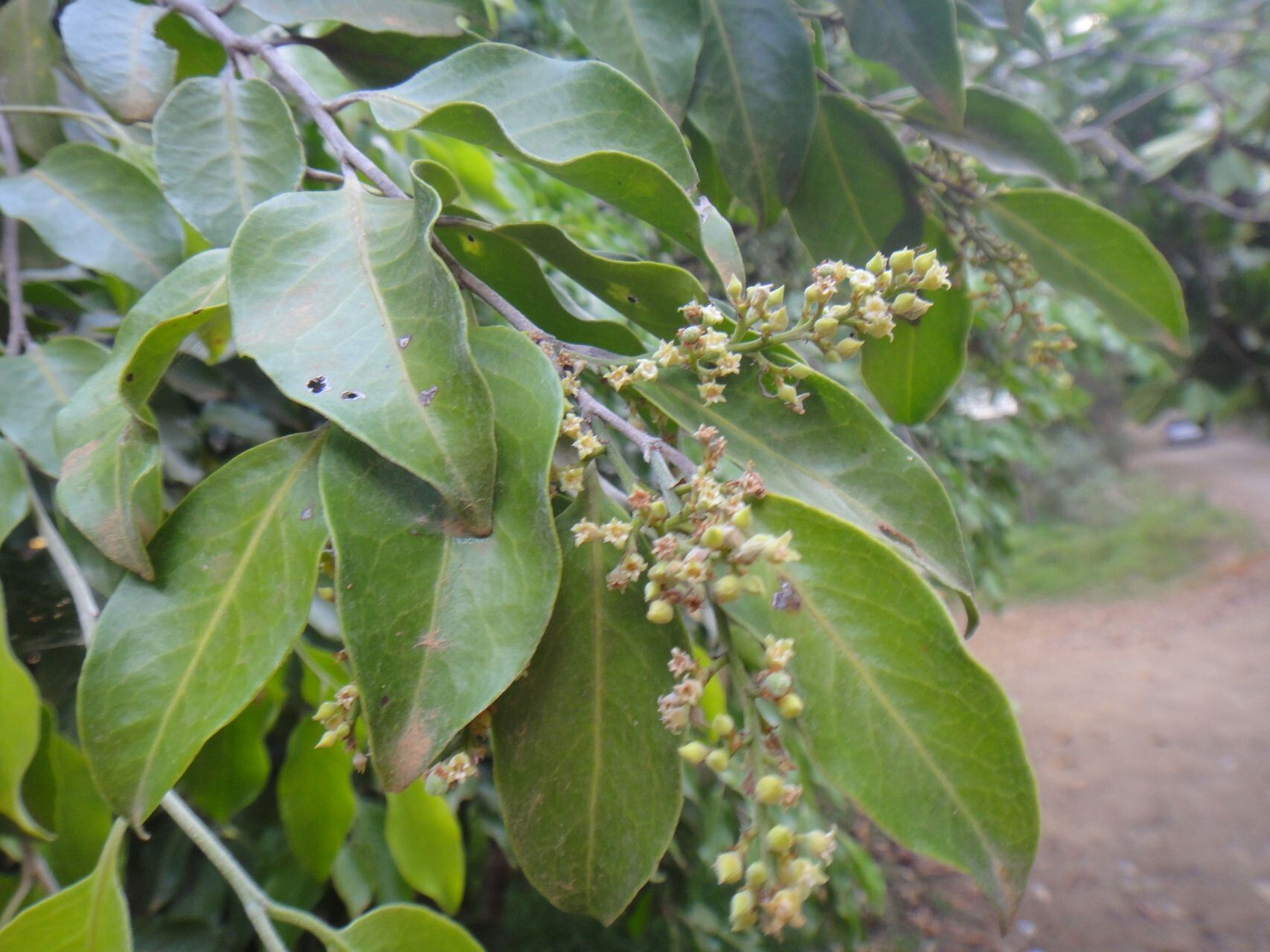 Hunga minutiflora flower