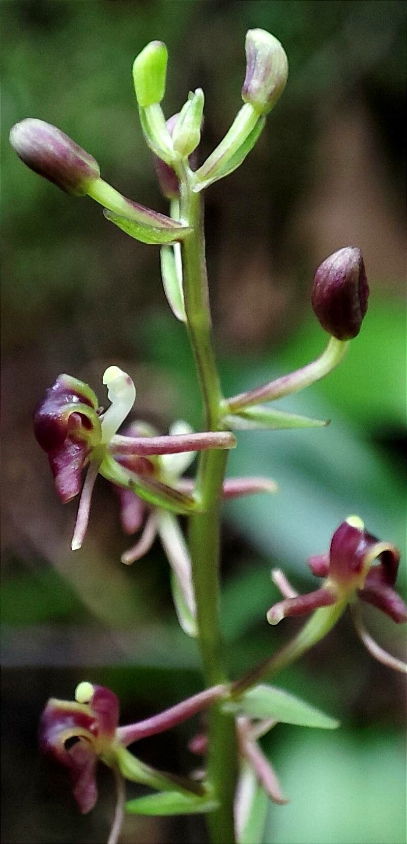 Liparis nervosa flower