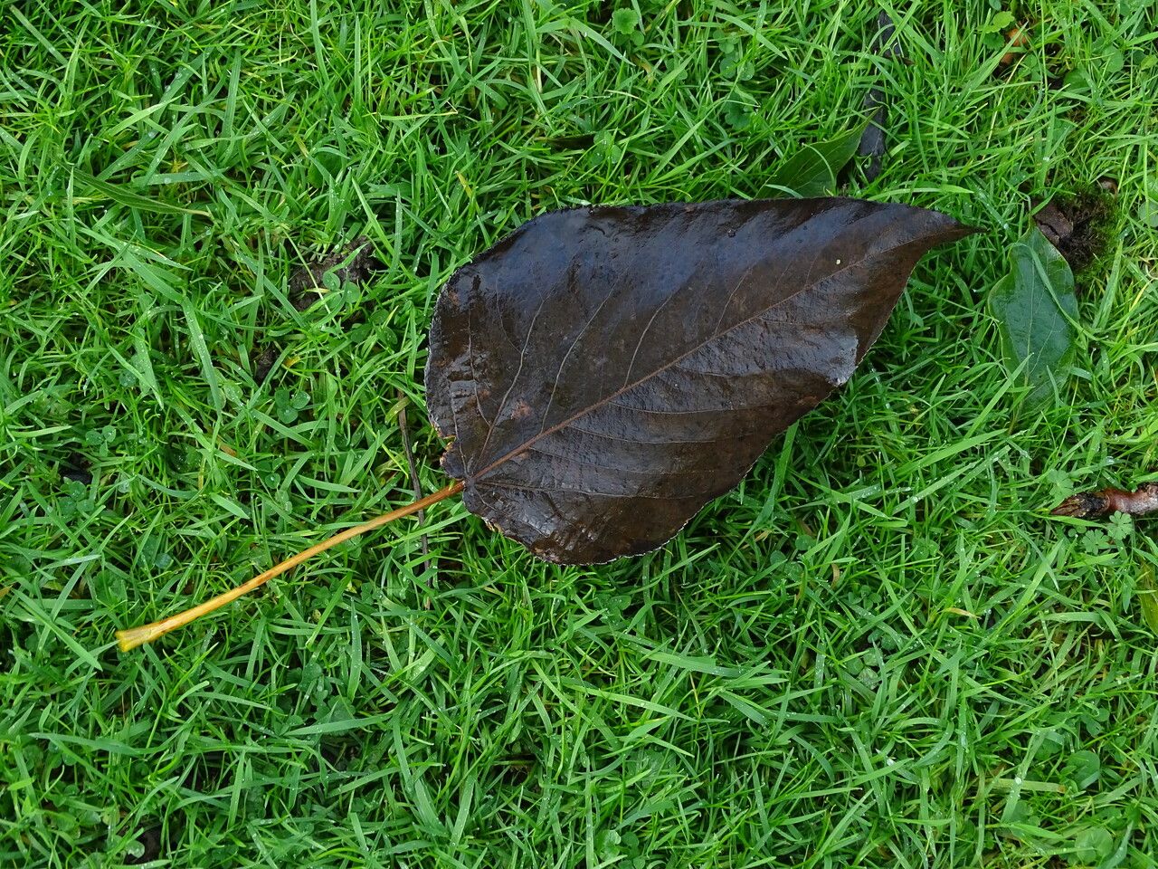 Populus violascens leaf