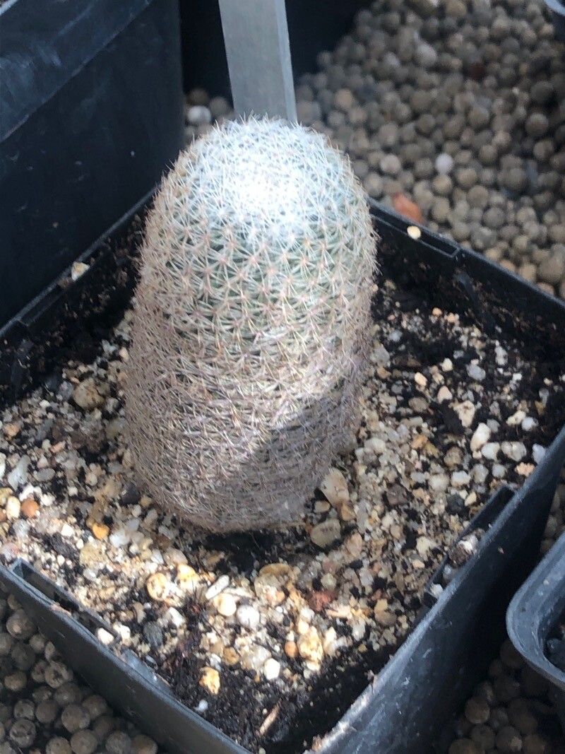 Coryphantha werdermannii — houseplant care guide