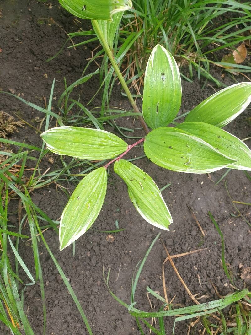 Polygonatum falcatum