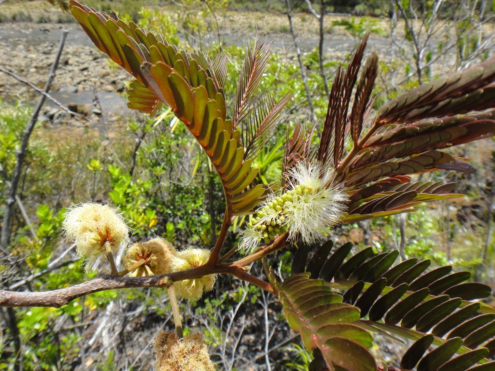 Archidendropsis macradenia flower